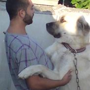 Kangal yaman