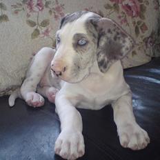 Grand danois Holger Danske