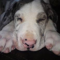 Grand danois Holger Danske