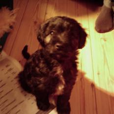 Blanding af racer Sofus