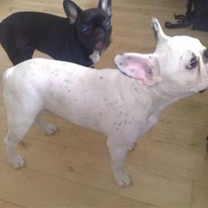 Fransk bulldog Kenzo