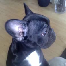 Fransk bulldog Bella