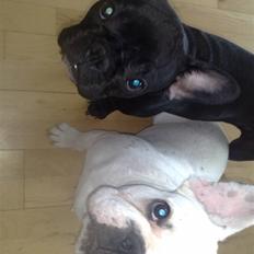 Fransk bulldog Bella