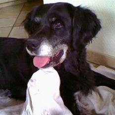 Blanding af racer Laika*himmelhund*