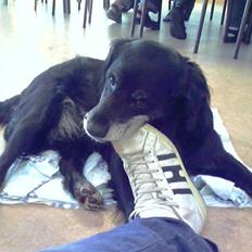 Blanding af racer Laika*himmelhund*