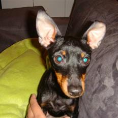 Engelsk toy terrier Lucca