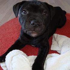 Staffordshire bull terrier Noa