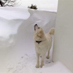 Polski owczarek podhalanski CODY
