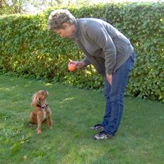 Cavalier king charles spaniel Swiffer