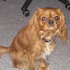 Cavalier king charles spaniel Swiffer