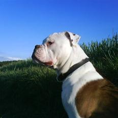 Olde english bulldogge Østergaards Six Pence