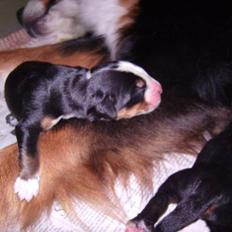 Berner sennenhund Nanna