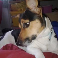 Jack russell terrier Gismo