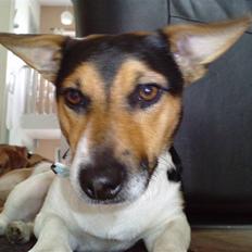 Jack russell terrier Gismo