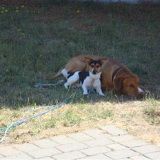 Jack russell terrier Gismo