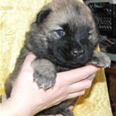 Eurasier Tværskov's Kwark