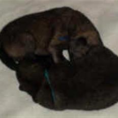 Eurasier Tværskov's Kwark