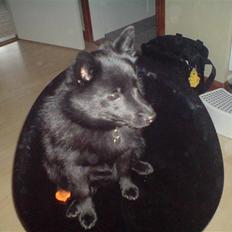 Schipperke Sylvester