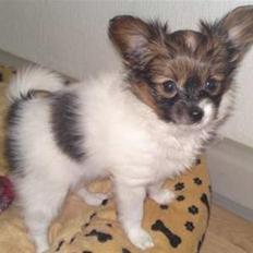 Papillon Pyrus - RIP! 