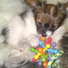 Papillon Pyrus - RIP! 