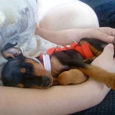 Dvaergpinscher Zafir