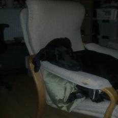 Labrador retriever Basse