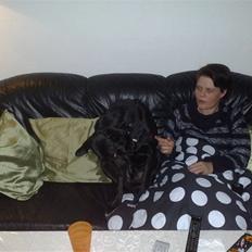 Labrador retriever Basse