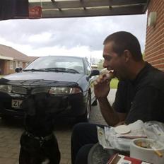 Labrador retriever Basse