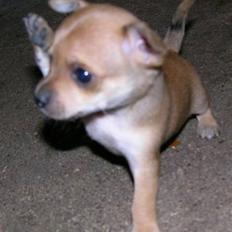 Blanding af racer Tikki