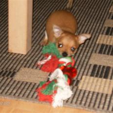 Blanding af racer Tikki