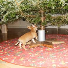 Blanding af racer Tikki