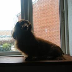Gravhund pelle