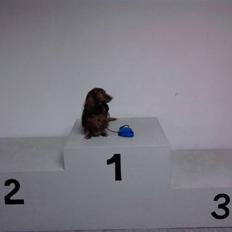 Gravhund pelle