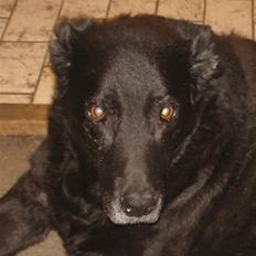 Blanding af racer Jack R.I.P