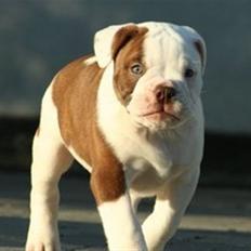 Olde english bulldogge Østergaards Six Pence