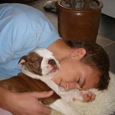 Olde english bulldogge Østergaards Six Pence