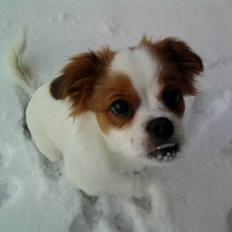Papillon Mailo