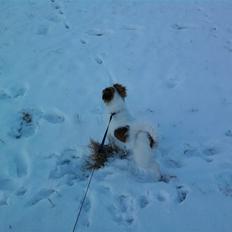 Papillon Mailo