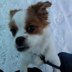 Papillon Mailo