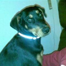 Blanding af racer Atilla