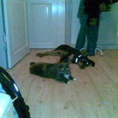 Blanding af racer Atilla