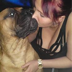Bullmastiff Braks one night stanley