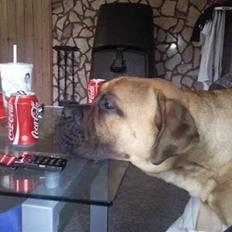 Bullmastiff Braks one night stanley