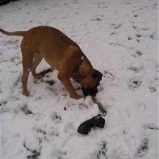 Bullmastiff Braks one night stanley