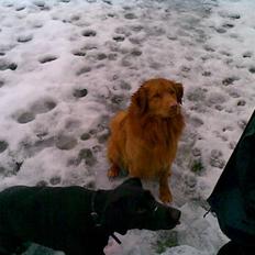 Nova scotia duck tolling retriever Gavan