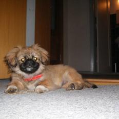 Pekingeser Simba