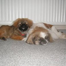 Pekingeser Simba