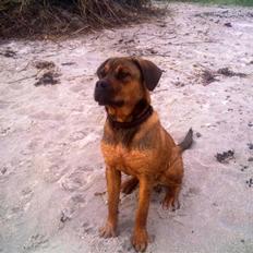 Blanding af racer Aslan