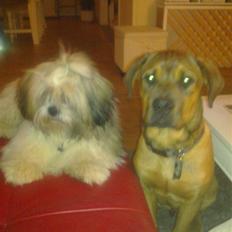 Blanding af racer Aslan