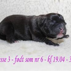 Staffordshire bull terrier Wenk Staffs Princess Coya